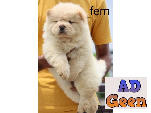 used Chow chow Available Puppies for sale for sale 